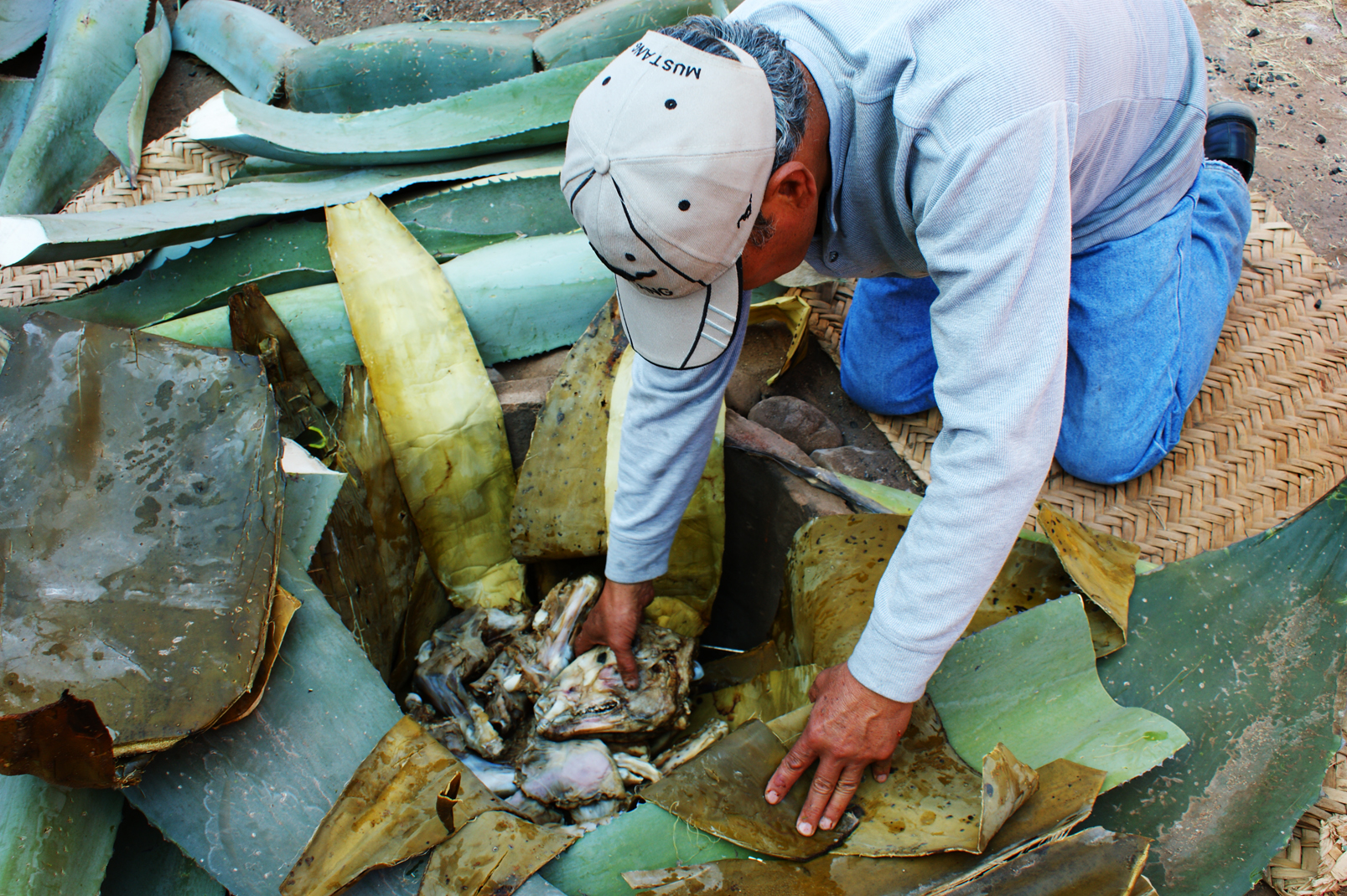 Acomodando las pencas sobre las piedras del horno de tierra