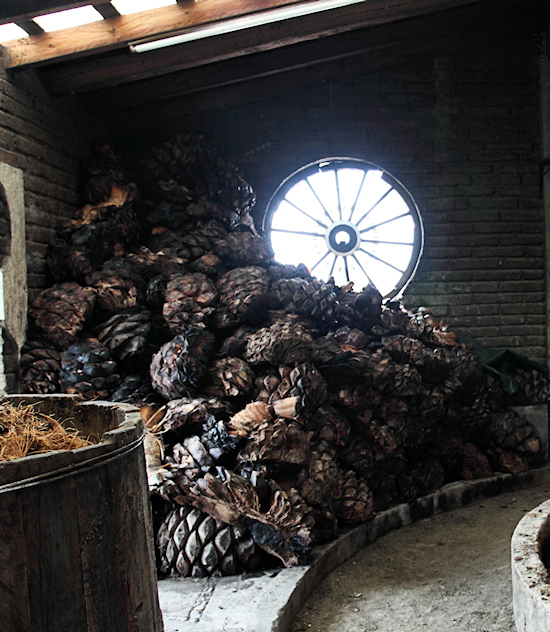 Piñas de maguey recién horneadas, listas para la molienda · Oaxaca
