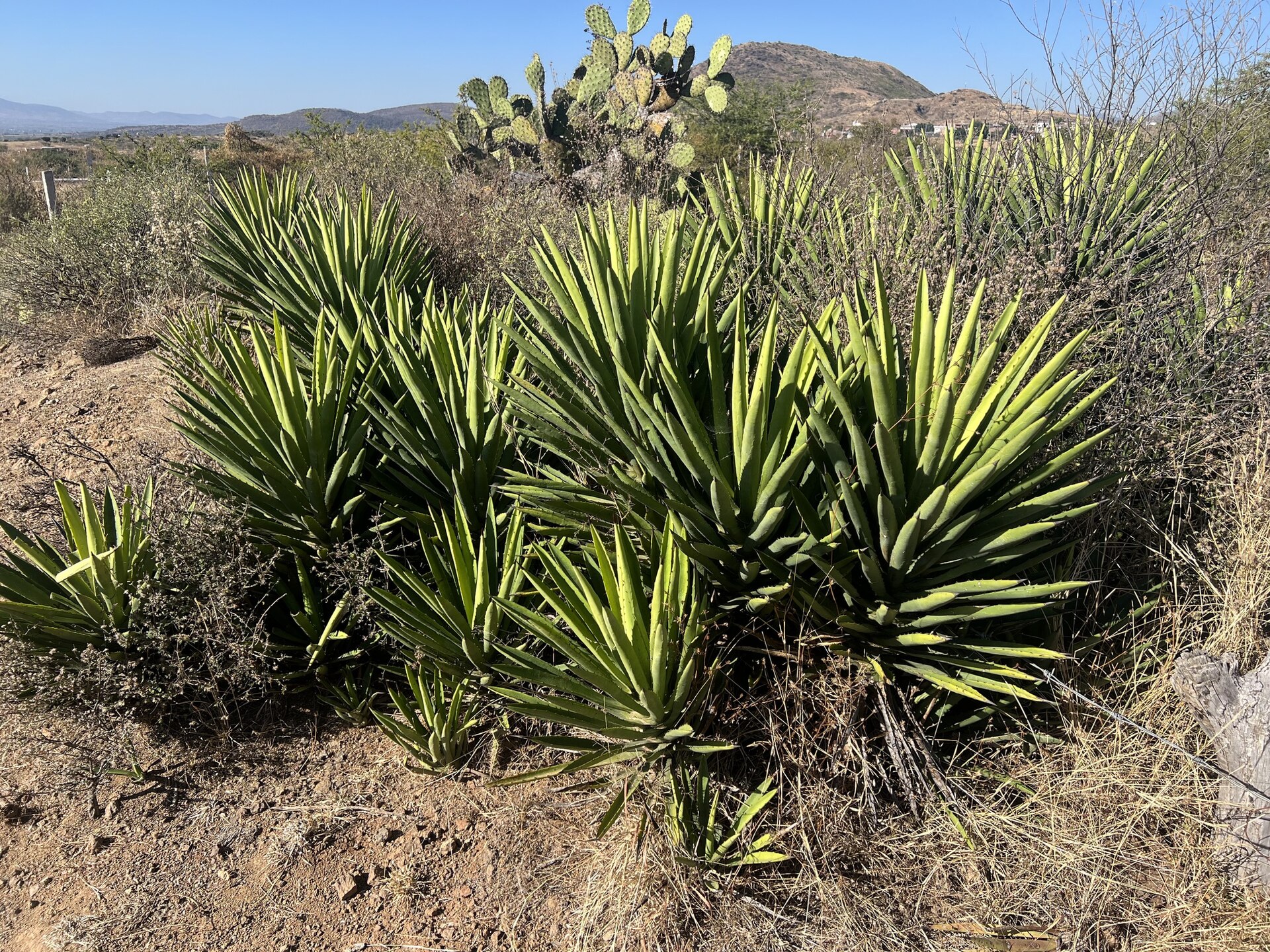 Agave karwinskii en Teotitlán del Valle