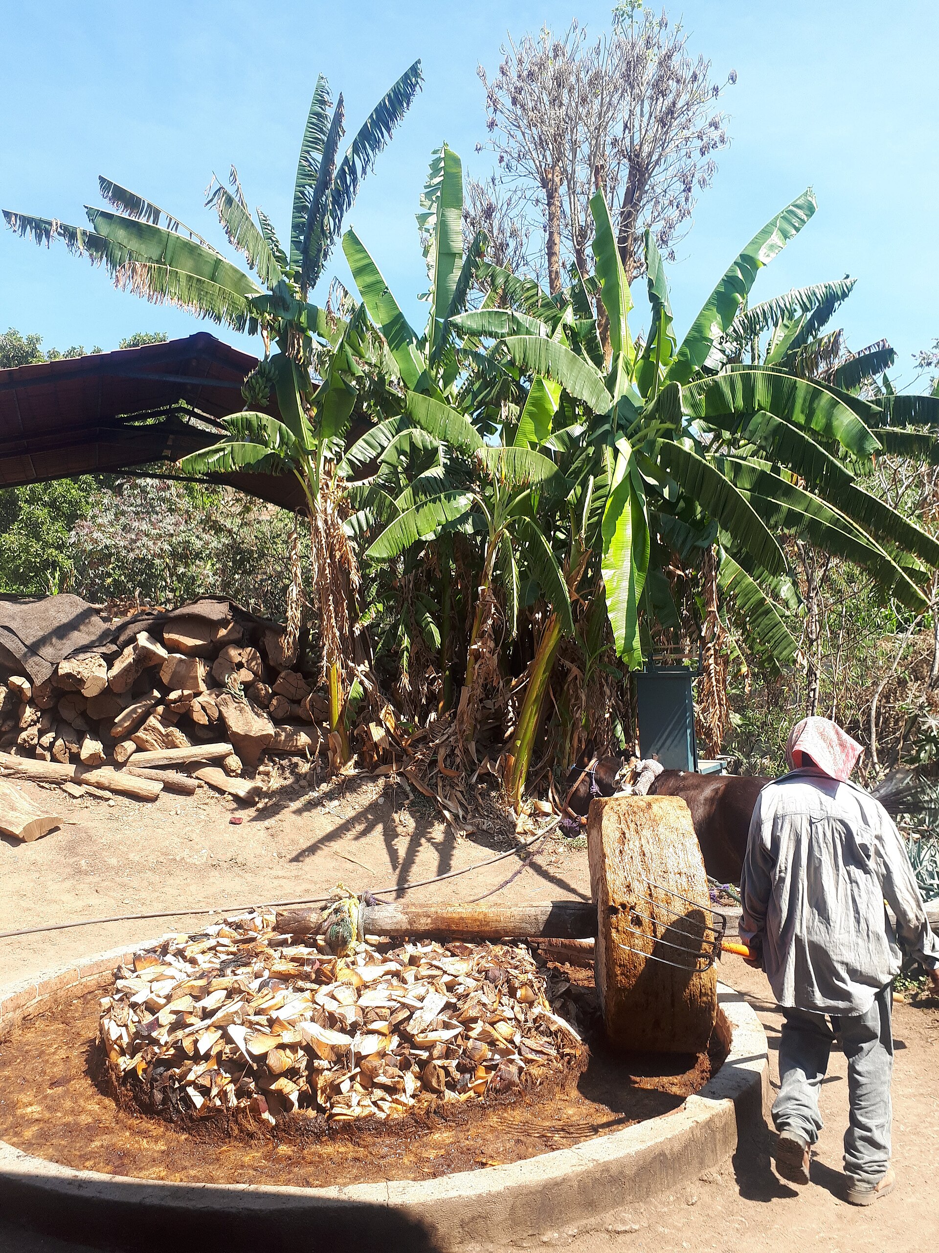 Tahona de piedra tirada por caballo sobre el maguey cocido