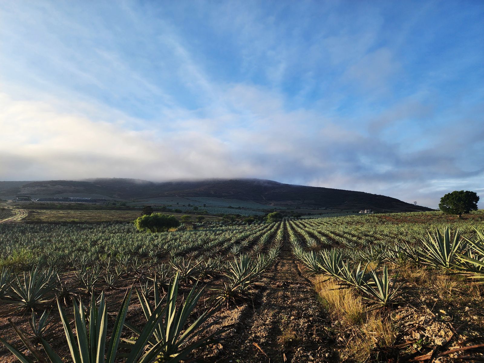 Campo de magueyes al amanecer · Oaxaca