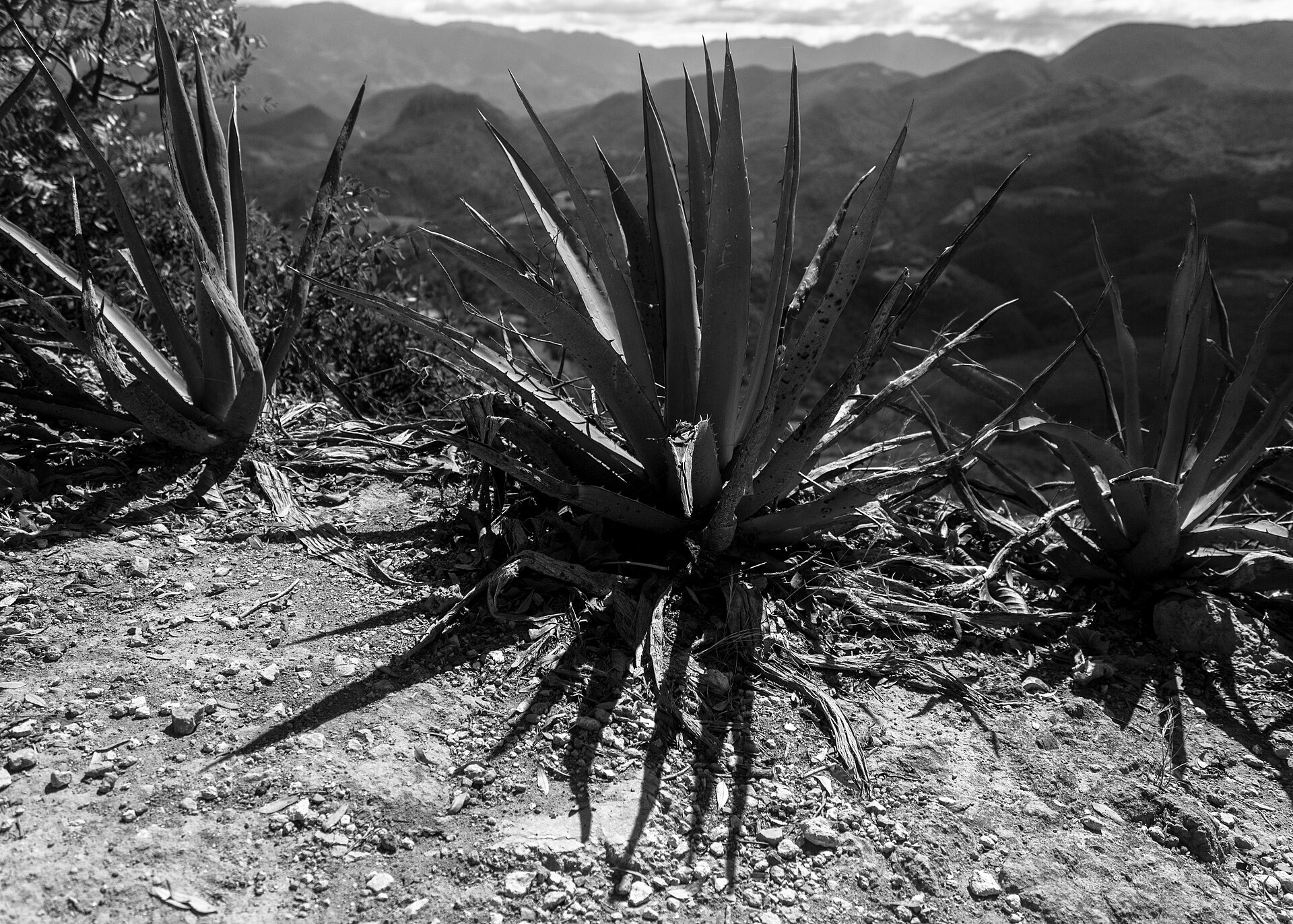 Espadín silvestre en el cerro