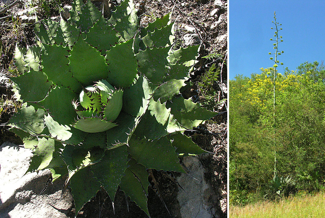 Agave potatorum (tobalá) y su quiote