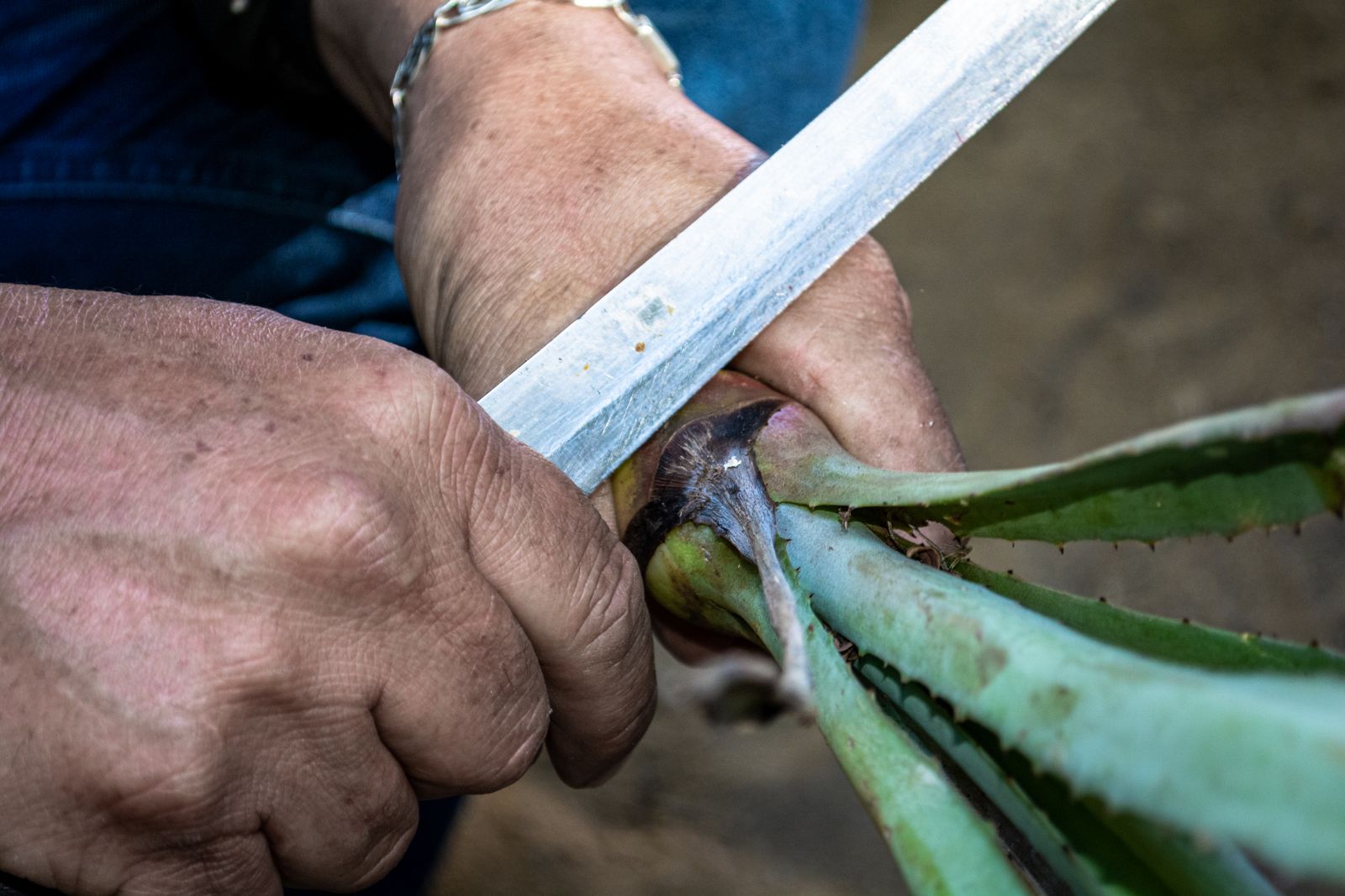 Manos que rasuran la penca con el machete