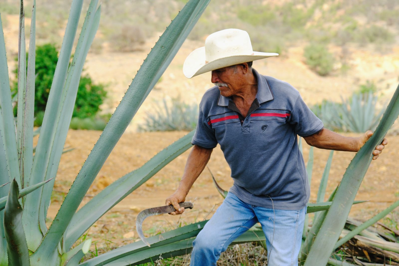 Maestro mezcalero jimando el maguey en su campo · Oaxaca